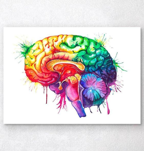 Watercolor Brain Anatomy Art Print - Codex Anatomicus