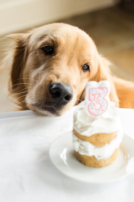 6 Pawsome Pupcakes Recipes Dog Friendly Treats Your Pooch Will Love
