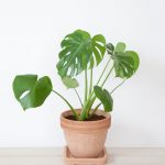 The best plants for people who can't keep them alive